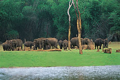 Periyar National Park, thekkady, India - Top Attractions, Things to Do ...