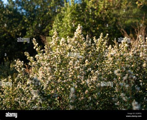 coyote brush (Baccharis pilularis Stock Photo - Alamy
