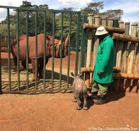 Maarifa meets Maxwell (12-1-2018) | Animal sanctuary, Sheldrick ...