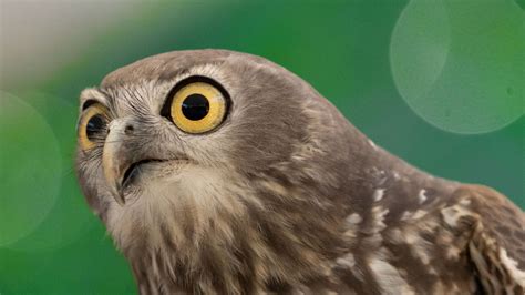 Download wallpaper 3840x2160 hawk, bird, funny, predator 4k uhd 16:9 hd ...