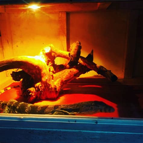 Jual varanus salvator ajib jumbo - Kab. Garut - Labar. pets | Tokopedia