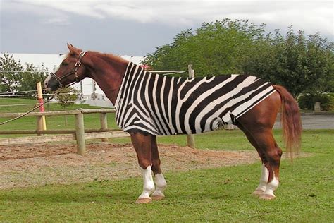 Horse Zebra Hybrid