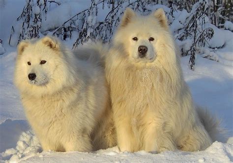 Zyklonens Samojedkennel