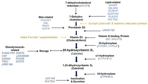 Vitamin D 25 Hydroxy Vs Dihydroxy: What’s The Difference? – XYAC