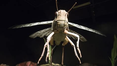 Image result for Giant Insect Lab Gallery