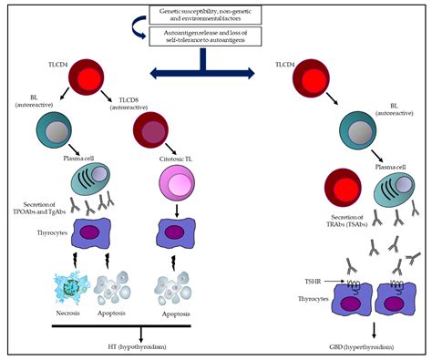 Anti Tpo Antibodies Hyperthyroidism at Werner Taylor blog