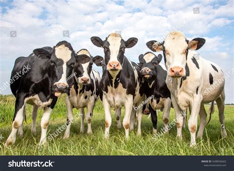 11,700 Crowd Cows Images, Stock Photos & Vectors | Shutterstock