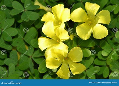 Yellow Clover Flower