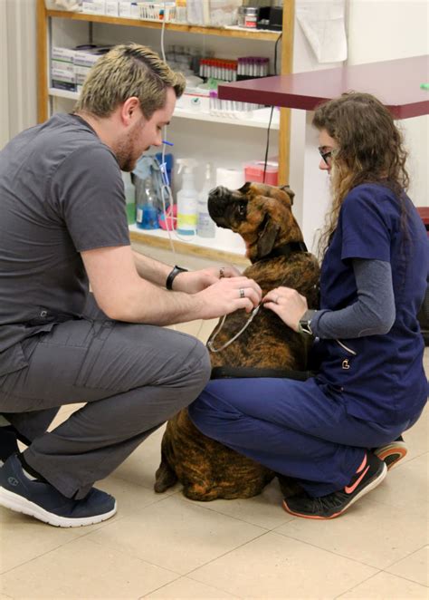 Our Animal Hospitals | Buffalo Veterinary Group