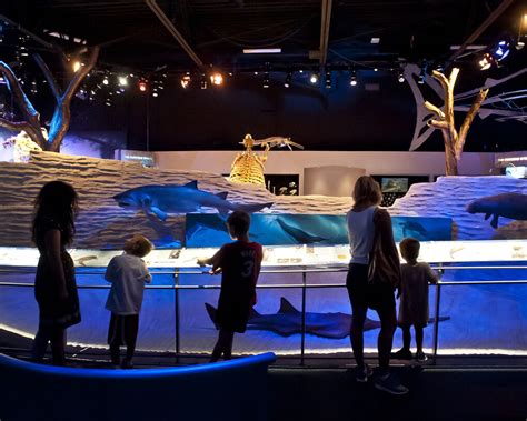 Florida Fossils. Courtesy of Florida Museum of Natural History ...