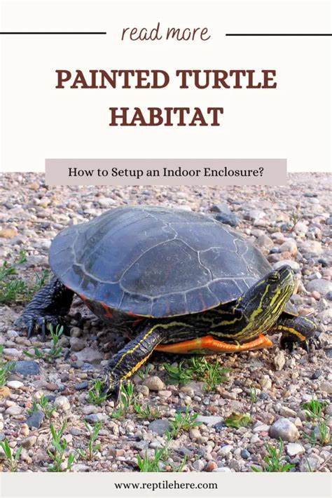 Image result for Turtle Habitat Setup
