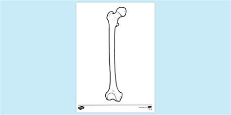 Femur Colouring | Colouring Sheets (teacher made) - Twinkl