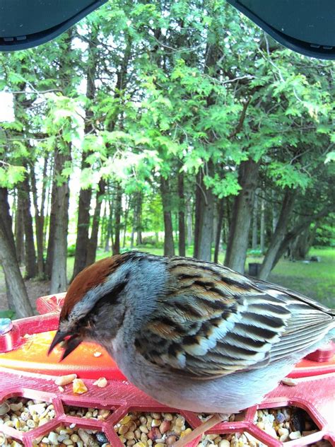Chipping Sparrow - A tiny forager with a crisp, trilling song.