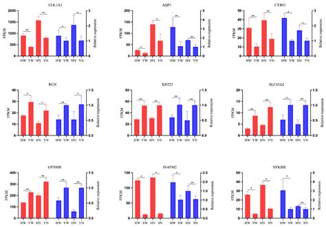 Effects of SLC45A2 and GPNMB on Melanin Deposition Based on ...