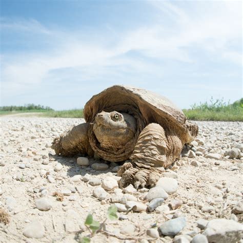Common Snapping Turtle 的图像结果