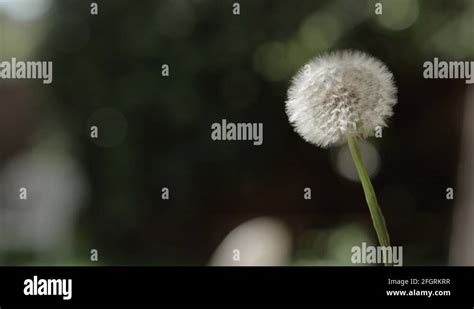 Image result for Small Spring Compressor Tool