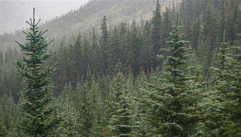 Image result for Abstract Syntax Tree Graphicing Editor UI