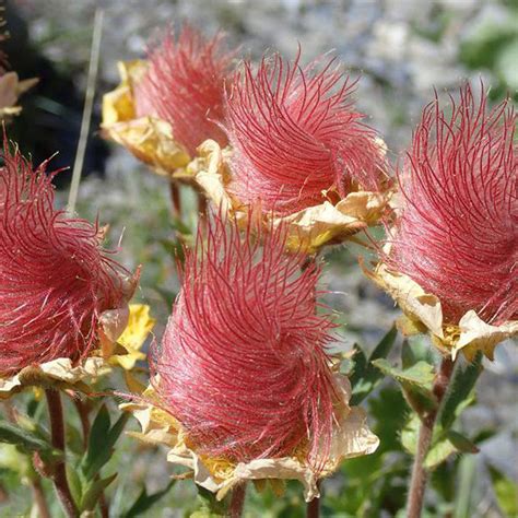 Local Us Prairie Smoke Seeds Erythrocoma Triflora Seed Geum Triflorum ...
