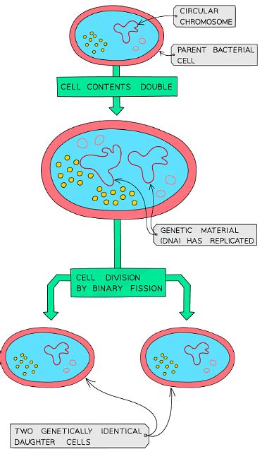 Culturing Microorganisms - Biology for Grade 10 PDF Download