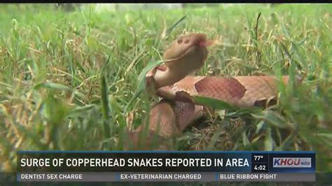 Cicadas blamed for rash of copperhead sightings around Houston | wfaa.com