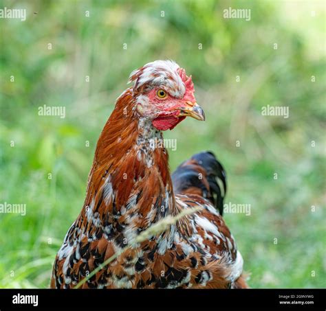 crested Swedish Flower hen Cockerel Stock Photo - Alamy