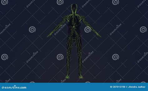 Image result for Animation On Lymphatic System