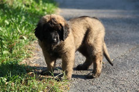Cute Leonberger Puppy