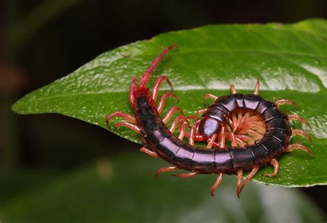 What Is The Difference Between a Millipede and Centipede?