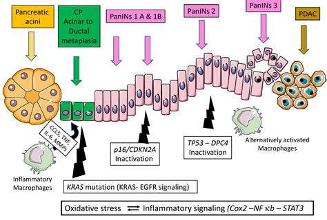 Pancreatic Cancer in Chronic Pancreatitis: Pathogenesis and Diagnostic ...
