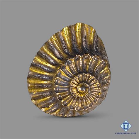 Ammonite cabochons for grounding energy and fossil lovers | buy ...