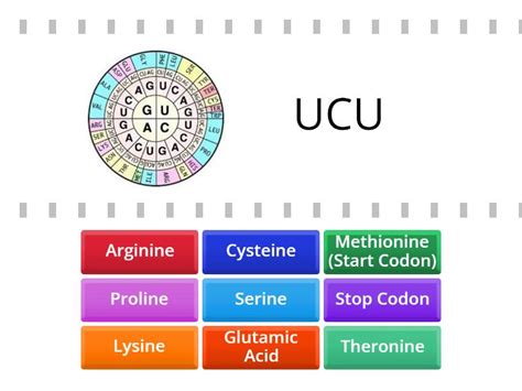 Image result for Codon Chart Reading