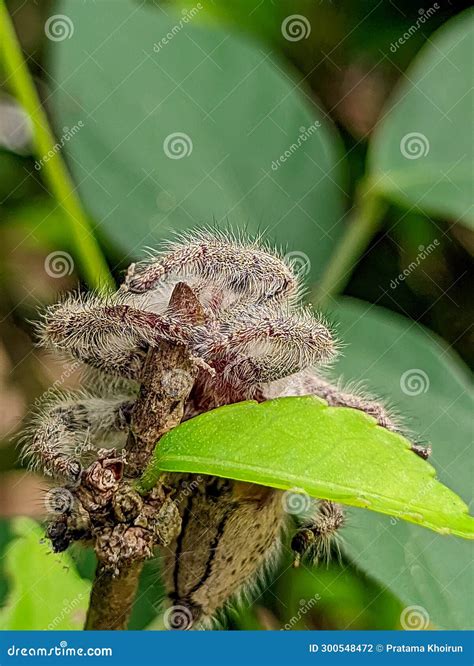 Hyllus Semicupreus is Spider is Known To Eat Small Insects Such As ...