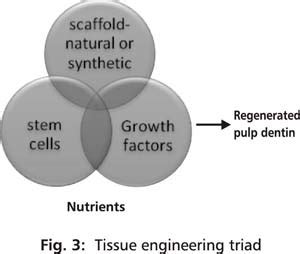 Regeneration of tooth pulp and dentin : trends and advances | Sharma ...