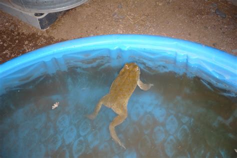 Toad's Mistake 的图像结果