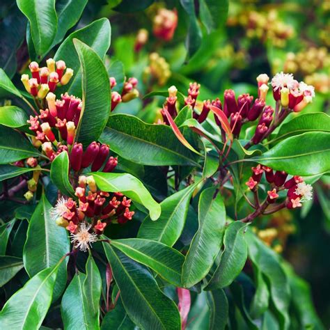 M-Tech Gardens Clove Plant (Syzygium aromaticum, Hybrid) Exotic 1 Live ...