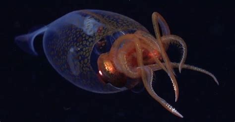 Il calamaro colossale Mesonychoteuthis hamiltoni: ripreso per la prima ...