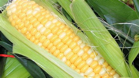 前十名玉米品種有哪些 - 壹讀