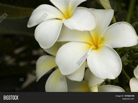 White Flower With Yellow Center