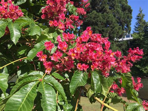 Image result for Bootleg Fire Behavior