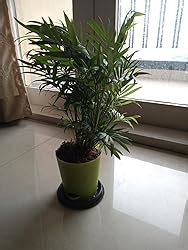 Ugaoo Air Purifying Bamboo Palm Plant with Self Watering Pot : Amazon ...