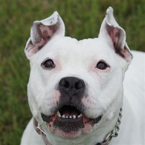 June Breed of the Month: The All American Dog - The Mill - Bel Air ...