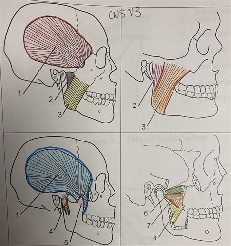 Muscles of Mastication Lecture 的图像结果