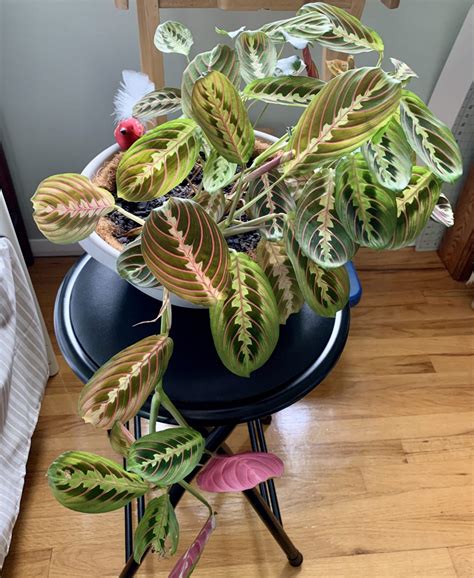 Basics of How To Propagate Prayer Plant of All Time Learn more here! - Plant Project