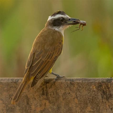 Cockroach Definition 的图像结果