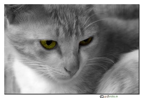 go2india.in : Indian orange coloured cat desaturated, photo from Tamron ...