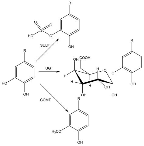 Antioxidant Activity, Metabolism, and Bioavailability of Polyphenols in ...