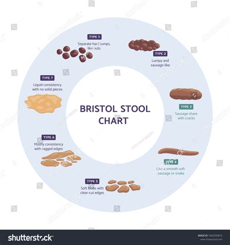 Bristol Stool Chart Infographic Flat Vector Stok Vektör (Telifsiz) 1962550819 | Shutterstock
