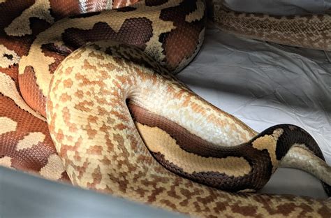 Image result for Python Breeding Colors