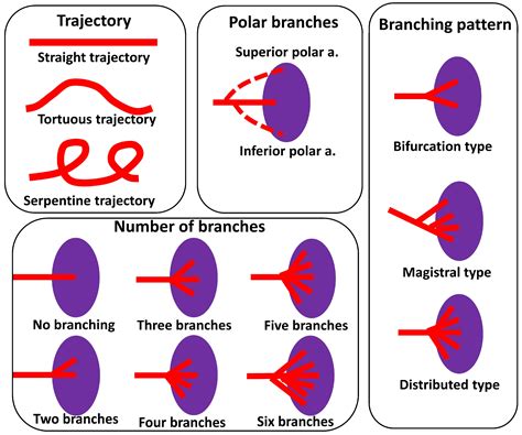 Morphological Evaluation of the Splenic Artery, Its Anatomical ...