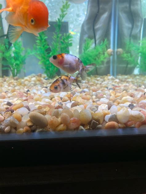 Feeding Ornamental Fish With Live Brine Shrimp: Ultimate Care Guide - Top Aquarium